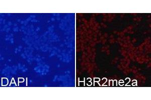 Immunofluorescence (IF) image for anti-Histone 3 (H3) (H3R2me2a) antibody (ABIN1873014) (Histone 3 抗体  (H3R2me2a))