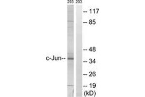 Western blot analysis of extracts from 293 cells, using c-Jun (Ab-63) Antibody. (C-JUN 抗体  (AA 31-80))