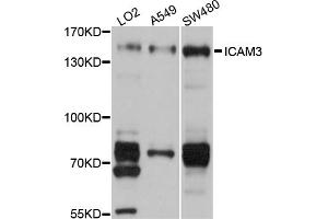 Western blot analysis of extracts of various cell lines, using ICAM3 antibody (ABIN5972101) at 1/1000 dilution. (ICAM-3/CD50 抗体)