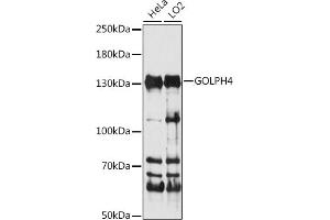 Western blot analysis of extracts of various cell lines, using GOLPH4 antibody (ABIN7267489) at 1:1000 dilution. (Golgi Integral Membrane Protein 4 (GOLIM4) (AA 34-300) 抗体)