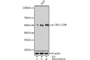 Western blot analysis of extracts of 293T cells, using Phospho-Chk1-S296 Rabbit mAb (ABIN7266292) at 1:1000 dilution. (CHEK1 抗体  (pSer296))