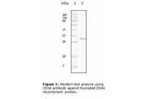 Image no. 1 for anti-CD34 (CD34) antibody (ABIN232132) (CD34 抗体)