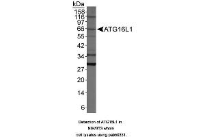 Image no. 1 for anti-ATG16 Autophagy Related 16-Like 1 (ATG16L1) (AA 1-100) antibody (ABIN363640) (ATG16L1 抗体  (AA 1-100))