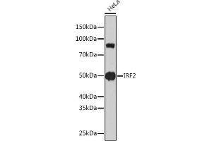 Western blot analysis of extracts of HeLa cells, using IRF2 Rabbit mAb (ABIN1681257, ABIN3019232, ABIN3019233 and ABIN7101734) at 1:1000 dilution. (IRF2 抗体)