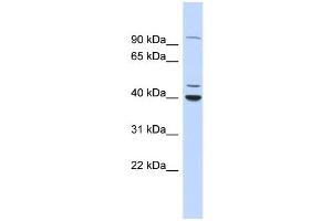 WB Suggested Anti-CTBP1 Antibody Titration:  0. (CTBP1 抗体  (N-Term))