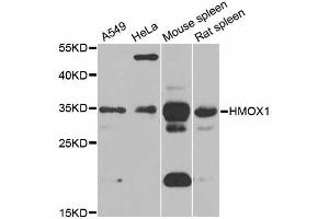 Western blot analysis of extracts of various cell lines, using HMOX1 antibody (ABIN5997912) at 1/1000 dilution. (HMOX1 抗体)