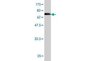 Western Blotting (WB) image for anti-Enolase 1 (ENO1) (AA 1-434) antibody (ABIN560741)