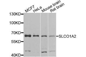 Western blot analysis of extracts of various cell lines, using SLCO1A2 antibody (ABIN5974861) at 1/1000 dilution. (SLCO1A2 抗体)