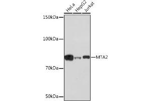 Western blot analysis of extracts of various cell lines, using MT Rabbit mAb (ABIN1679683, ABIN7101713, ABIN7101714 and ABIN7101715) at 1:1000 dilution. (MTA2 抗体)