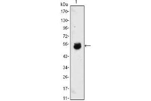 Western Blot showing BMP4 antibody used against BMP4-hIgGFc transfected HEK293 cell lysate. (BMP4 抗体)