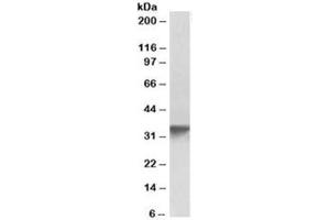 Western blot testing of human platelet lysate with GOLPH3 antibody at 0. (GOLPH3 抗体)