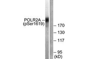 Western blot analysis of extracts from COS7 cells treated with EGF 200ng/ml 30', using POLR2A (Phospho-Ser1619) Antibody. (POLR2A/RPB1 抗体  (pSer1619))