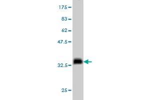 Western Blotting (WB) image for anti-Nodal Homolog (NODAL) (AA 275-346) antibody (ABIN562016)