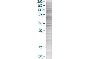 Western Blotting (WB) image for GRN 293T Cell Transient Overexpression Lysate(Denatured) (ABIN1332016)