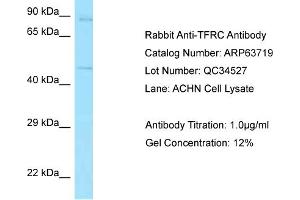 Western Blotting (WB) image for anti-Transferrin Receptor (p90, CD71) (TFRC) (N-Term) antibody (ABIN971871) (Transferrin Receptor 抗体  (N-Term))