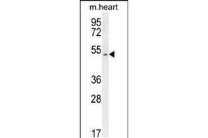 Western blot analysis in mouse heart tissue lysates (35ug/lane). (SLC10A4 抗体  (C-Term))