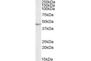Image no. 2 for anti-TAR DNA Binding Protein (TARDBP) (Internal Region) antibody (ABIN375078) (TARDBP 抗体  (Internal Region))