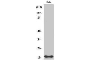 Western Blotting (WB) image for anti-BCL2-Associated X Protein (BAX) (N-Term) antibody (ABIN3174000) (BAX 抗体  (N-Term))