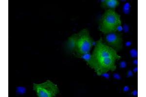 Immunofluorescence (IF) image for anti-Proteasome (Prosome, Macropain) 26S Subunit, ATPase, 3 (PSMC3) antibody (ABIN1501336) (PSMC3 抗体)