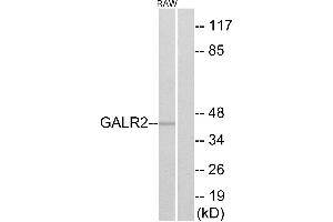 Western blot analysis of extracts from RAW264. (GALR2 抗体  (Internal Region))