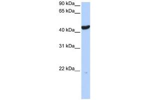 Cytokeratin 23 antibody used at 1 ug/ml to detect target protein. (KRT23 抗体)