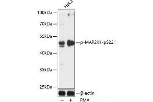 Western blot analysis of extracts of HeLa cells using Phospho-MAP2K1(pS221) Polyclonal Antibody at dilution of 1:1000. (MEK1 抗体  (pSer221))