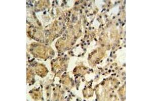 XBP1 antibody IHC analysis in formalin fixed and paraffin embedded mouse kidney tissue. (XBP1 抗体  (AA 62-91))