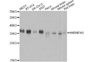 Western blot analysis of extracts of various cell lines, using HNRNPA0 antibody. (HNRNPA0 抗体  (AA 1-180))