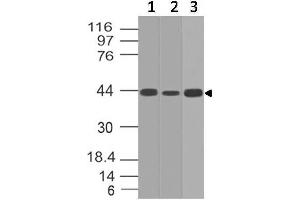 Image no. 1 for anti-Interleukin 17 Receptor E (IL17RE) (AA 50-268) antibody (ABIN5027273) (IL17RE 抗体  (AA 50-268))