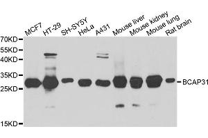 Western blot analysis of extracts of various cell lines, using BCAP31 antibody (ABIN5974244) at 1/1000 dilution. (BCAP31 抗体)