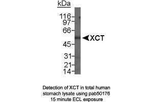 Image no. 1 for anti-Solute Carrier Family 7, (Cationic Amino Acid Transporter, Y+ System) Member 11 (SLC7A11) (N-Term) antibody (ABIN363485) (SLC7A11 抗体  (N-Term))