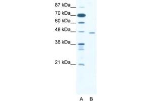 Western Blotting (WB) image for anti-C-terminal Binding Protein 1 (CTBP1) antibody (ABIN2460479) (CTBP1 抗体)