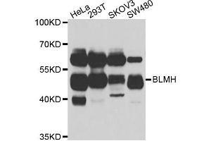Western blot analysis of extracts of various cell lines, using BLMH antibody. (BLMH 抗体)