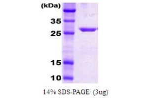 SDS-PAGE (SDS) image for DnaK (AA 385-638) protein (ABIN666810) (DnaK (AA 385-638) 蛋白)