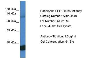 Western Blotting (WB) image for anti-Myosin Phosphatase, Target Subunit 1 (PPP1R12A) (C-Term) antibody (ABIN786344) (PPP1R12A 抗体  (C-Term))