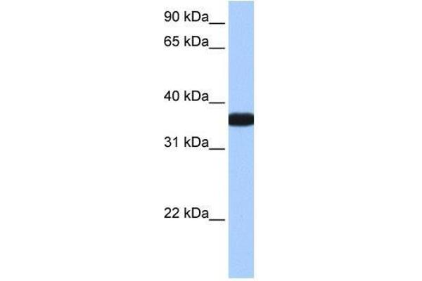 OCEL1 抗体  (C-Term)