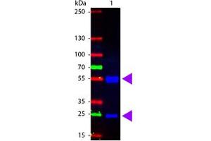 Image no. 1 for Rabbit anti-Pig IgG (Whole Molecule) antibody (FITC) (ABIN301126) (兔 anti-Pig IgG (Whole Molecule) Antibody (FITC))