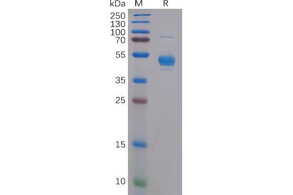 CLEC2D Protein (Fc Tag)