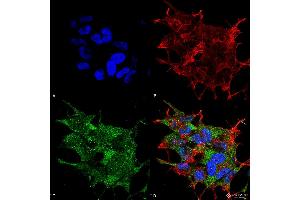 Immunocytochemistry/Immunofluorescence analysis using Rabbit Anti-Beclin 1 Polyclonal Antibody . (Beclin 1 抗体  (C-Term) (PE))