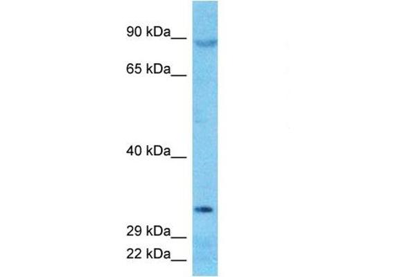 DNAJC16 抗体  (N-Term)