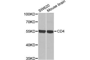 Western blot analysis of extracts of various cell lines, using CD4 antibody (ABIN1875406) at 1:1000 dilution. (CD4 抗体)