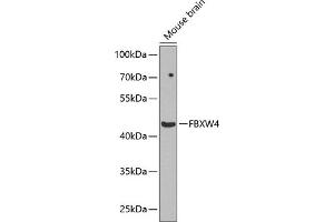 Western blot analysis of extracts of mouse brain, using FBXW4 antibody (ABIN6131633, ABIN6140531, ABIN6140532 and ABIN6224171) at 1:1000 dilution. (FBXW4 抗体  (AA 143-412))