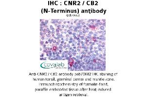 Image no. 1 for anti-Cannabinoid Receptor 2 (CNR2) (Extracellular Domain), (N-Term) antibody (ABIN1733182) (CNR2 抗体  (Extracellular Domain, N-Term))