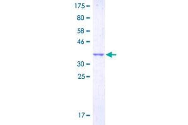 G Protein-Coupled Receptor 132 Protein (GPR132) (AA 281-380) (GST tag)