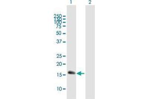 Western Blot analysis of CEBPG expression in transfected 293T cell line by CEBPG MaxPab polyclonal antibody. (CEBPG 抗体  (AA 1-150))