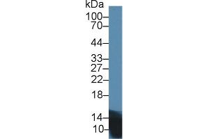 Western Blot; Sample: Mouse Pancreas lysate; Primary Ab: 1µg/ml Rabbit Anti-Rat INS Antibody Second Ab: 0. (Insulin 抗体  (AA 25-110))