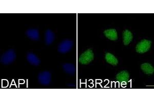 Immunofluorescence (IF) image for anti-Histone 3 (H3) (H3R2me) antibody (ABIN1873013) (Histone 3 抗体  (H3R2me))