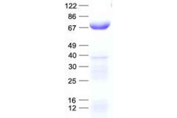 CCT4 Protein (His tag)