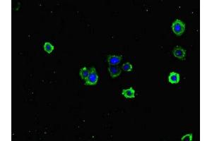Immunofluorescent analysis of HepG2 cells using ABIN7171353 at dilution of 1:100 and Alexa Fluor 488-congugated AffiniPure Goat Anti-Rabbit IgG(H+L) (TCL1A 抗体  (AA 1-90))