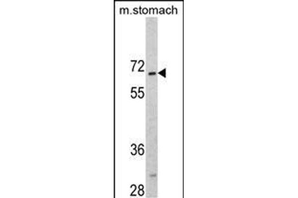 CREB3L1 抗体  (C-Term)